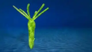 Budding In Hydra