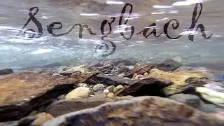 Sengbach - Unterhalb Sengbachtalsperre