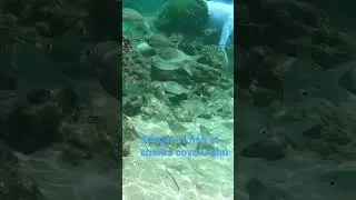 School of fish at Sharks Cove