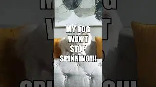 FUNNY DOG WON'T STOP SPINNING #shorts #dog #cute #funny #fyp