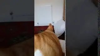 Meow