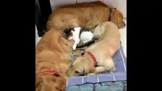 Golden Retrievers And A Cat are The Best Cuddle Buddies In The Planet #dogs #cat