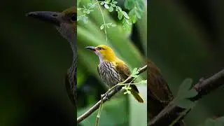 Indian Golden Oriole - Female