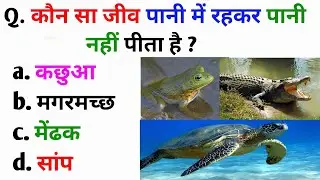 Gk Question | Gk In Hindi | Gk Question And Answer | General Knowledge | Gk Quiz | Golden Gk Quiz |