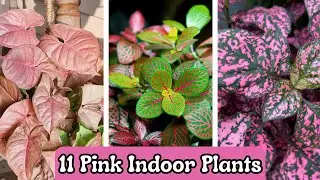 11 Pink Indoor Plants | House Plants With Pink Colour | 11 Pink Plants Best For Your Living Room