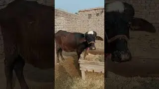 #шорты #животные