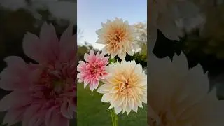 Cafe au lait dahlias from the garden. #dahlias #cutflowers #flowergarden #floret #diy #flowerfarm