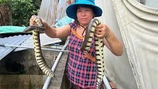 Trang trại nu&ocirc;i rắn ri voi ngh&igrave;n con của ch&agrave;ng trai miền T&acirc;y, thu bộn tiền  - D&acirc;n miền T&acirc;y