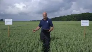 Video: Richard Torr talks through NABIM Group 4 Hard Feed Wheat Varieties