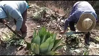 mezcal ricopobre Tobala original de Santa Mar&iacute;a Sola Oax