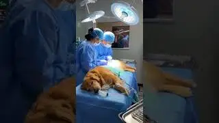 This man chose a dog over his wife #pets #dog #short #animal #usa #truestory #sad ##shortsfeed #fyp