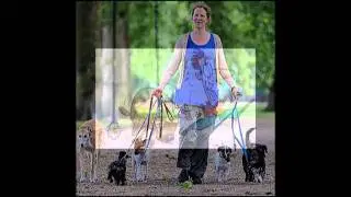 Alpha Dog Training School