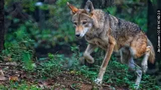 Красный волк, находящийся под угрозой исчезновения, сталкивается с &laquo;Уловкой-22&raquo;