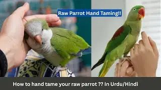 How to hand tame your Parrot? Raw parrot biting ? Hand taming Parrots