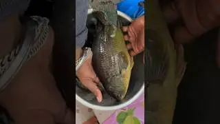 1 kg koi mach desi #koimach #fishing #fish #fishingvideo #fishingtechniques #fishinglife #explore