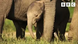 Elephant baby&rsquo;s giant first steps 🐘👏 Dynasties II - BBC
