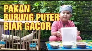 Pakan Burung Puter Biar Gacor