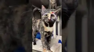 Every donation matters, link in bio🥹❤️ #animal #cat #kitten #goshelter