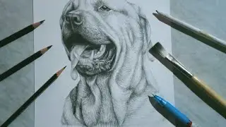 Drawing realistic Dog  Timelapse