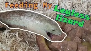 Feed My Pet Friday: Legless Lizard!