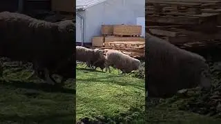 sheep leader guide to home his followers #sheep #sheepfarming #phonk #remix #beats #music #dnb #new