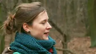 Wildnis Naturerbe: Vergleich Wirtschaftswald Naturwald