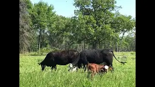 Conservation at Work: Cattle Grazing