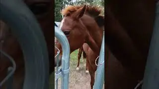 feeding my horse (and some back story and stuff going on Currently)
