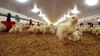 Avinatur - Interproveedor de Mercadona de carne de pollo