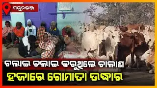 ଚଲାଇ ଚଲାଇ କରୁଥିଲେ ଗୋ ଚାଲାଣ,ହଜାରେ ଗୋ ମାତା ଉଦ୍ଧାର || MAYURBHANJ NEWS
