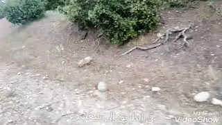 من بورومية اتجاه شعشوع