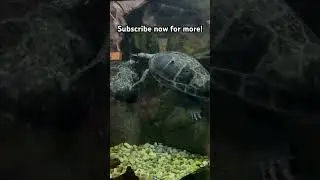 Snake-Neck Turtle 🐢 | Nature&rsquo;s Strangest Turtle #exploreserenitywithfaizan #usa #nature