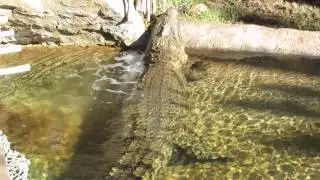 Thrashing crocodile, Cango Wildlife Ranch, South Africa