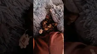 descanza en paz mantis😭
