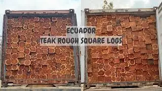 Ecuador TEAK rough square logs #ecuador #gandhidham #teak #sawmill #timber #tectonagrandis