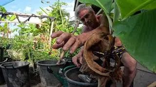 Another Triple arm banana plant getting into a pupping pot with Major fertilization amendments!