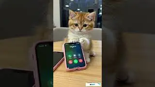 Cat FunPhone Gigent 1 Pro 5G IncomingCall Animation #fakecall #smartphone#funnycallringto#ringtone