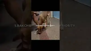 4 Reasons why ur dogesh bhai 🙆🐶 #trending #shorts #reels #memes #fyp #viral #funny #relatable #dog