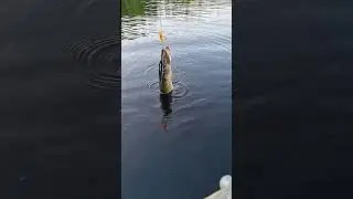 valtava kala #pike #kalassa #kes&auml;iltakalassa #lomalla