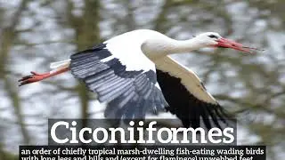 How Do Ciconiiformes Look? | How to Say Ciconiiformes in English? | What are Ciconiiformes?