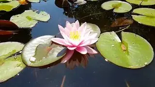 THE BOTANICAL GARDEN OF BUCHAREST (video #8)