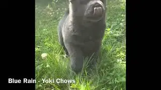 Blue Smooth Coat Chow Chow Puppy 5 Weeks Old - Yoki Chows