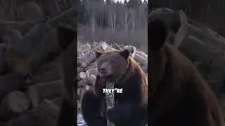 Почему никогда не следует провоцировать медведя?