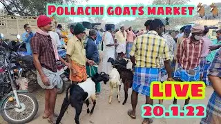 பொள்ளாச்சி ஆட்டுச்சந்தை நிலவரம்\\Pollachi Goats Market Rates And Details @VIVASAYAM705