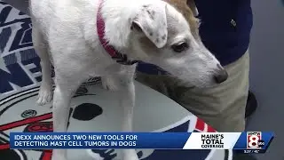 New tests from Maine-based company could help detect cancer earlier in dogs
