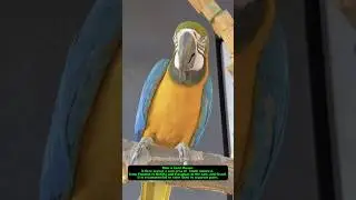 Unique and funny parrot behaviors😅🤣🤣