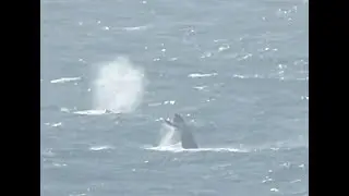 Active Humpback whales off San Francisco: breaching, tail slapping, peduncle  throwing
