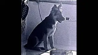 JOURNEY OF BRUNO ❤️ | 4 Months Puppy 🐶 | Medium Coat Gsd Transformation Journey 💫|#shorts #gsd #dog