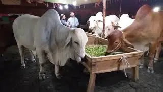 Saggiyan pull Mandi Lahore/2021