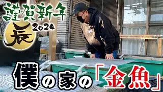 【らんちゅう】2024年一発目の動画‼︎さらに「プラ舟」も増設した「自宅飼育場」の近況報告と今年の抱負を発表させていただきます。